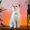 Şeffaf Kalpler Kedi Köpek Kolyesi 4 Renk 