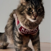 Kedi̇ Tasması - İsme Özel Telefon Numaralı