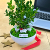 Kişiye Özel Avukatlar İçin Buxus Bonsai 1 - Cute Serisi 