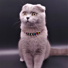 Onix Rengarenk Kedi Köpek Kolyesi