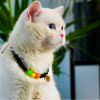 Renkli Pati Kedi Kolyesi