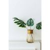 Cam Monstera Saksı Süsü