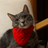 Kedi Fuları 