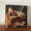 Teki̇r Kedi̇ 