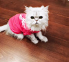 Angel Melek Kedi Tişört