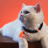 Turuncu Gülücük Kedi Köpek Kolyesi