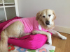 Pembe Adidog Kapşonlu Sweatshirt Orta ve Büyük Irklar İçin