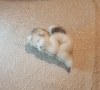 Silver Melek Mum