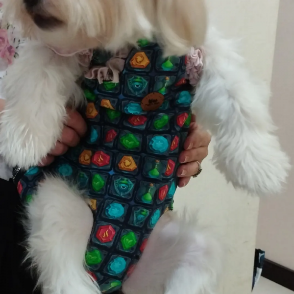 Kedi & Köpek Kanguru ( Anakucağı )