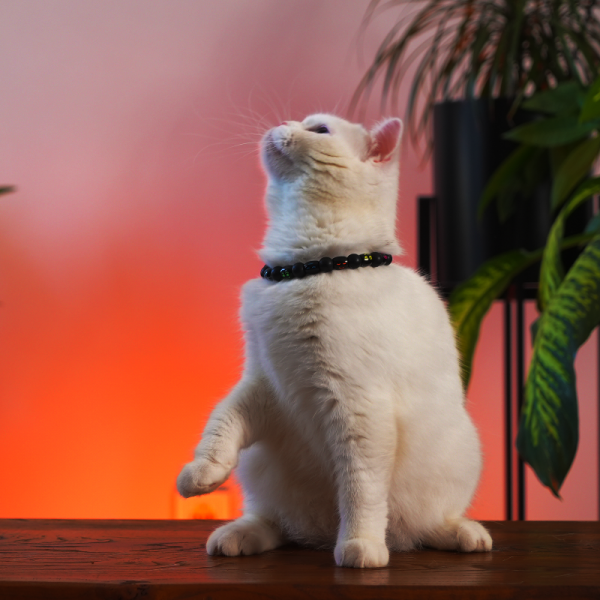 Renkli Yüzler Kedi Köpek Kolye