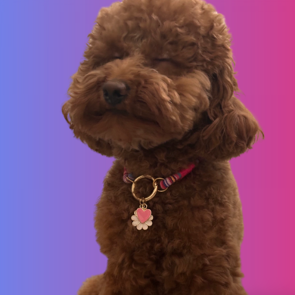 Tokyo Paw Co Kedi Köpek Charmlı Kolye - Pembe Papatya