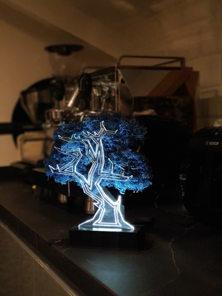 Acer Palmatum Bonsai Mavi Moss Lamba