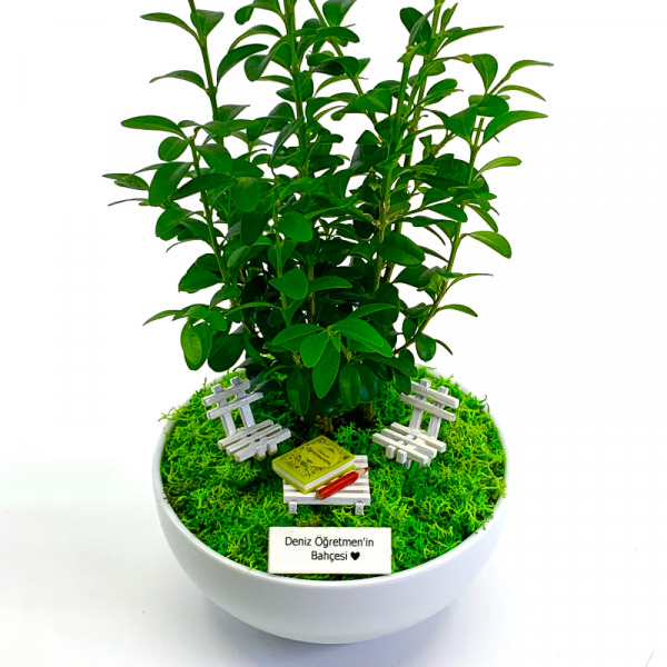 Kişiye Özel Canım Öğretmenim İçin Buxus Bonsai 1 - Cute Serisi
