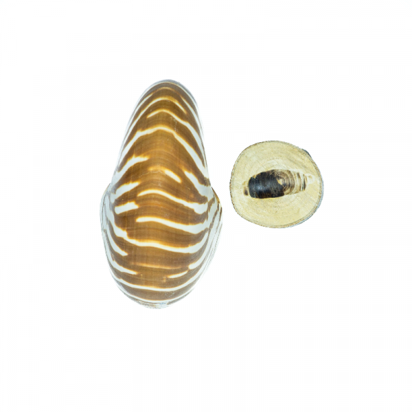 Nautilus Kabuk 
