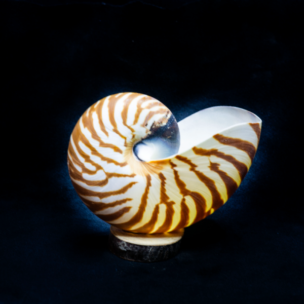Nautilus Kabuk 