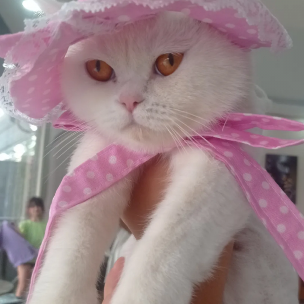 Kedi & Köpek Şapkası