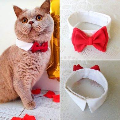 Kedi Yaka Ve Papyonlu Boyunluk